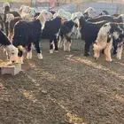 طليان نجد للبيع الموقع أملج املج