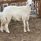 للبيع فحول حريه