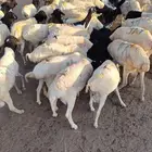 برابر و تيوس للتربية بأسعار طيبة