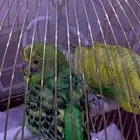 جوز بادجي سليم ونظيف