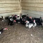 بح مسكوفي مصري