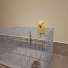 عصفور كويكر لاتينو