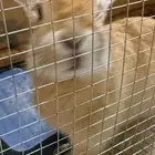 ارنب للتبني الموقع الرياض