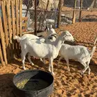 ثلاث معزا دفيع