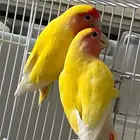 جوز روز منتج