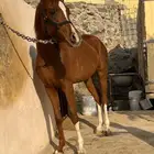 مهره عربيه شعبيه