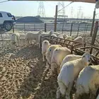 ذبايح نعيم حري تيوس