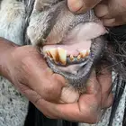 تيس عارضي للبيع