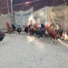 ديوك فرنسي لاحم للبيع