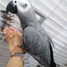 للبيع كاسكو متكلم