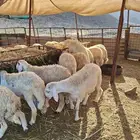 طليان حري ورخال حرية وتيوس وجفار