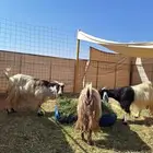 معزاء للبيع