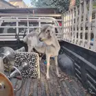 خروف بربري بلدي