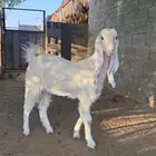 جذعه مطوره فاخره