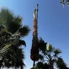 نخل واشنطن زينيه ونخيل مثمر عربي