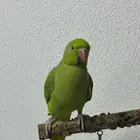 طير درة هندي