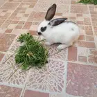 أرنب 2 للبيع