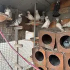 حمام باكستاني مع بلدي