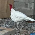 ديك رومي طيب