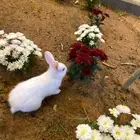 ارانب صغار للبيع