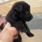 كلاب جرو جيرمان شيبرد