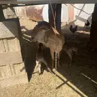 نعجه سواكن دوماني سديس