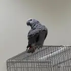 كاسكو افريقي الليف ومتكلم