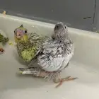 فروخ كنيور وكوكتيل