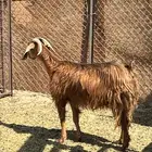 عنز حليب بولدها رباع