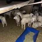 بهم حرب من مراحي ومشروط