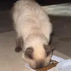 قط للتبني صغير