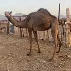 بكره لبنيه طيبه بالحيل