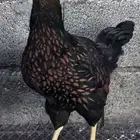 دجاج سبرت احجام كبيرة - الباحة