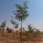 شتلات وأشجار