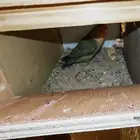 للبيع طيور روز منتجة 100   مع جميع متعلاقاتها من أقفاص