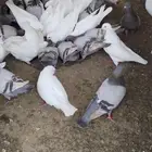 مشروع حمام فرنسي لاحم سوبر جامبو منتج سلفر وابيض