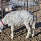 ذبايح طليان ب1250