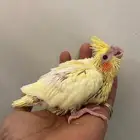 فرخ كروان لاتينو عيون حمرا