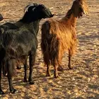 معزا وتيس ودجاج لاحم