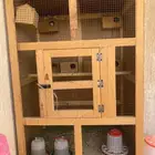 عصافير زيبرا للبيع مع قفص اربع أزواج منتجه ع شرط