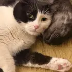 قطط للتبني في مكه