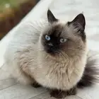 قط للتبني صغير