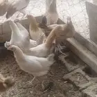 للبيع دجاج بلدي على