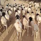 برابر بالجمله تبيض الوجه و الأزوان طيبه