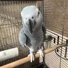 كاسكو افريقي