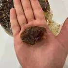 خضري الزلفي مقمع ومنضف ومجروش