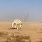 شارع بن باز