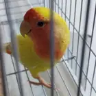 أنثى روز لاتينو أليفة