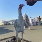 ديك ذكر سندي