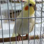 ذكر كروان لاتينو أليف